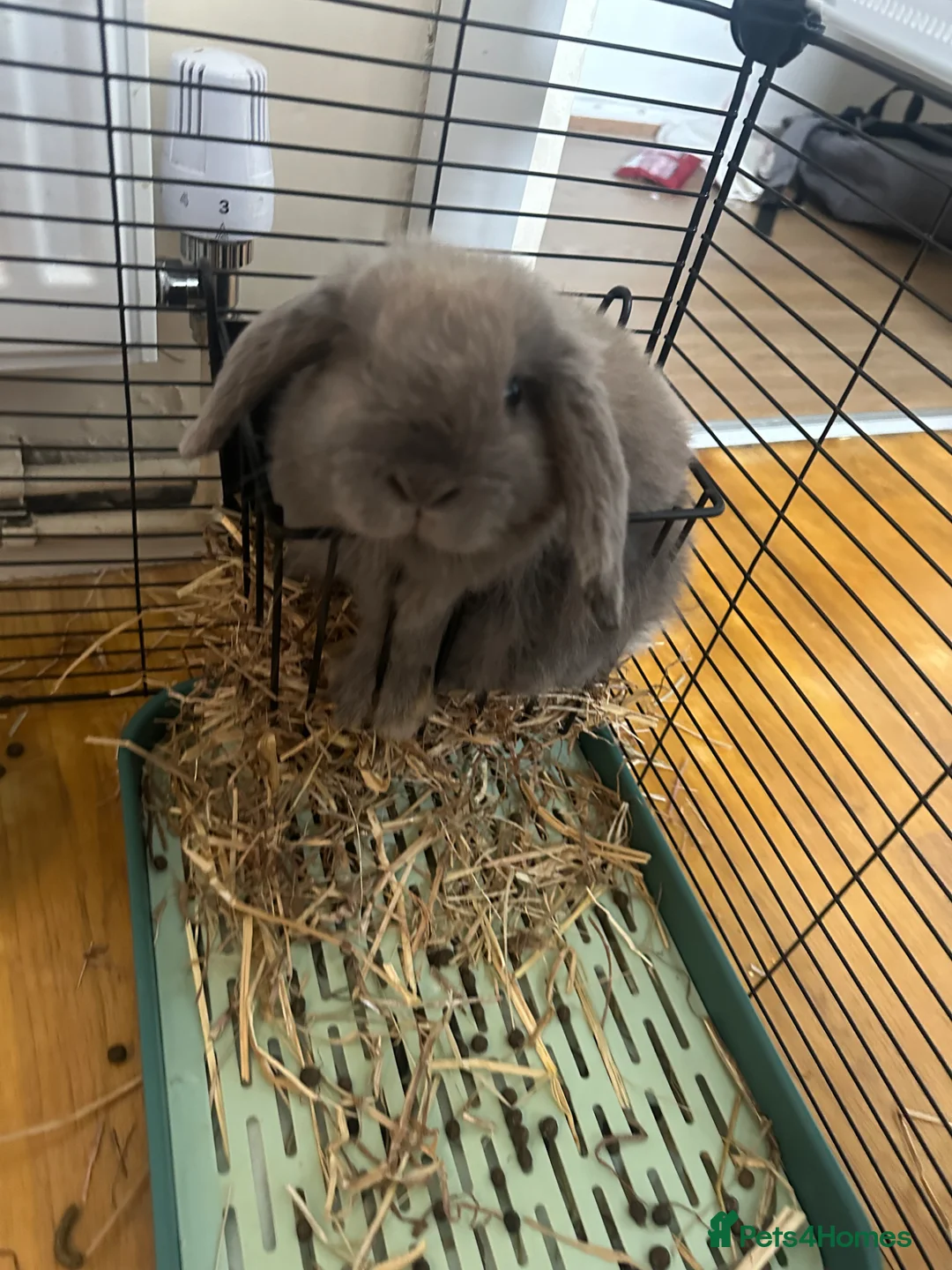 Mini Lop rabbits for sale: Mini lop in Willenhall - Advert 1