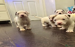 American Bulldog dogs for sale: Ready in 2 weeksbeautiful American bulldog puppies - Image 7
