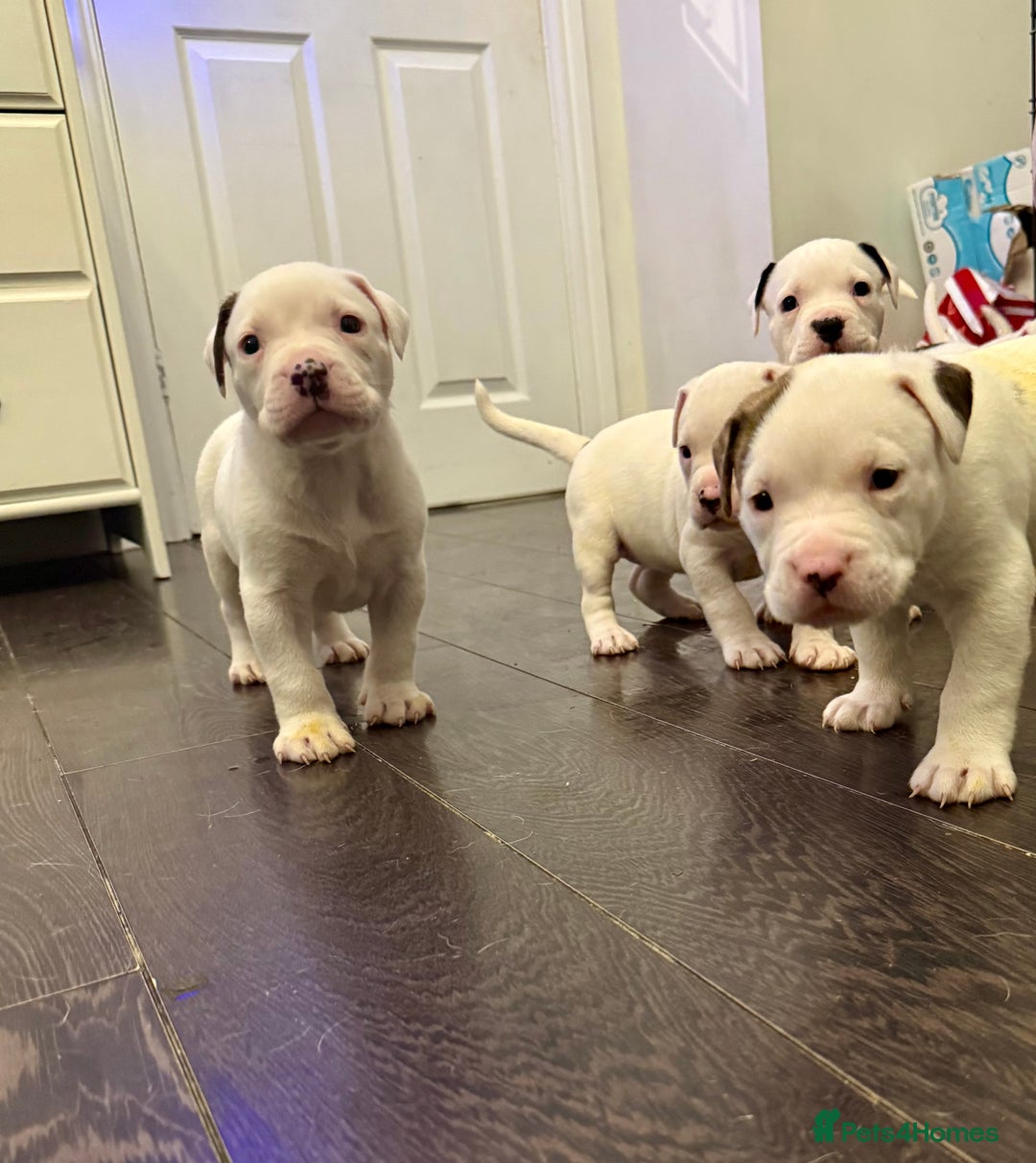 American Bulldog dogs for sale: Ready in 2 weeksbeautiful American bulldog puppies - Image 7
