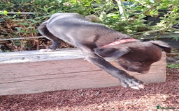 Greyhound dogs for sale: 💙READY TO GO💙 1 pup left - Irish Greyhound  - Image 16