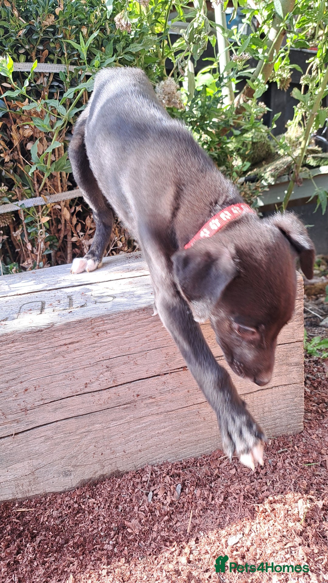 Greyhound dogs for sale: 💙READY TO GO💙 1 pup left - Irish Greyhound  - Image 16