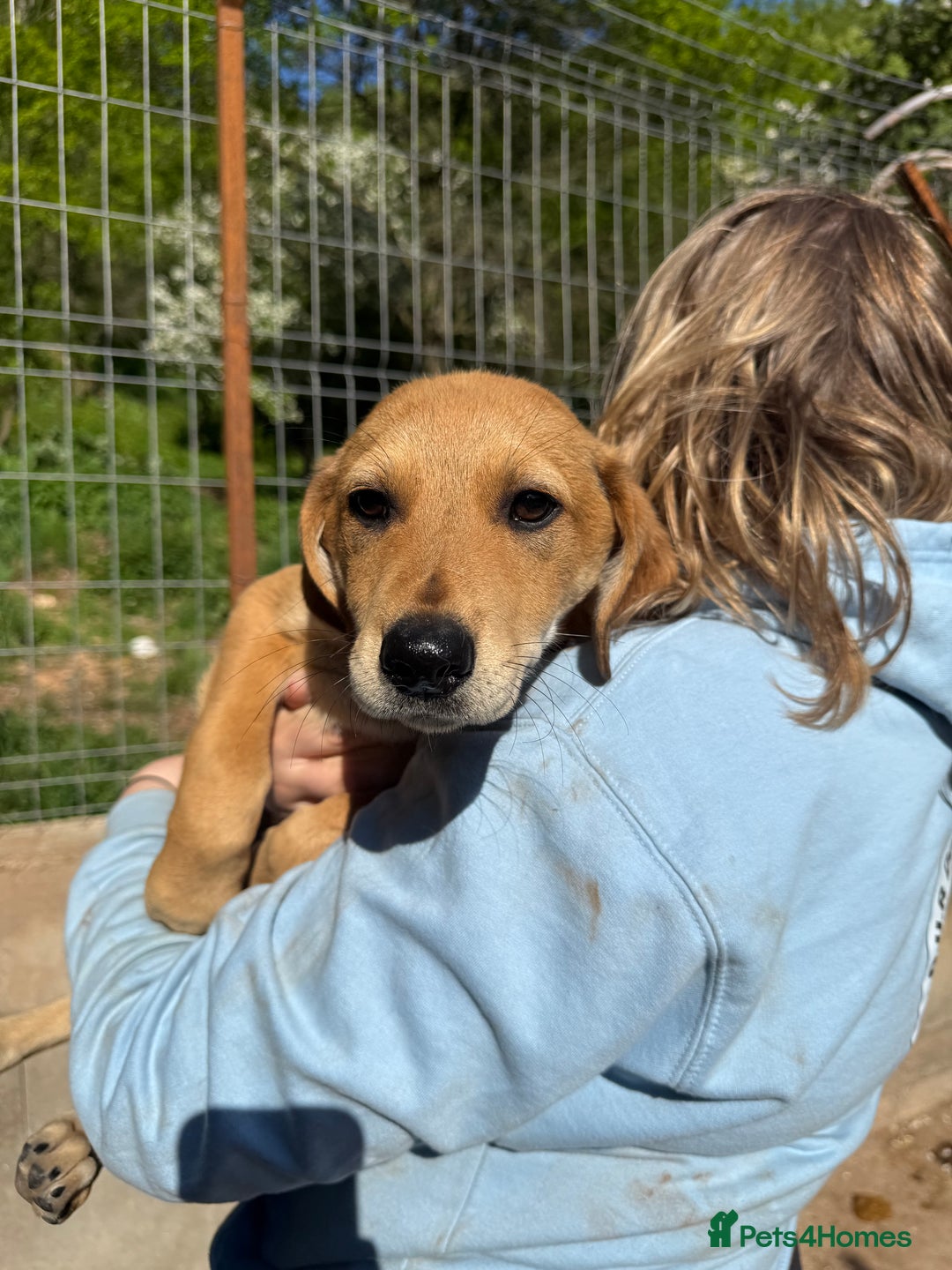 Mixed Breed dogs for adoption: Snoop needs a home with another dog! - Image 7