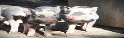 Pig livestock for sale: Genuine Juliana Line Micro Pigs - Advert 3