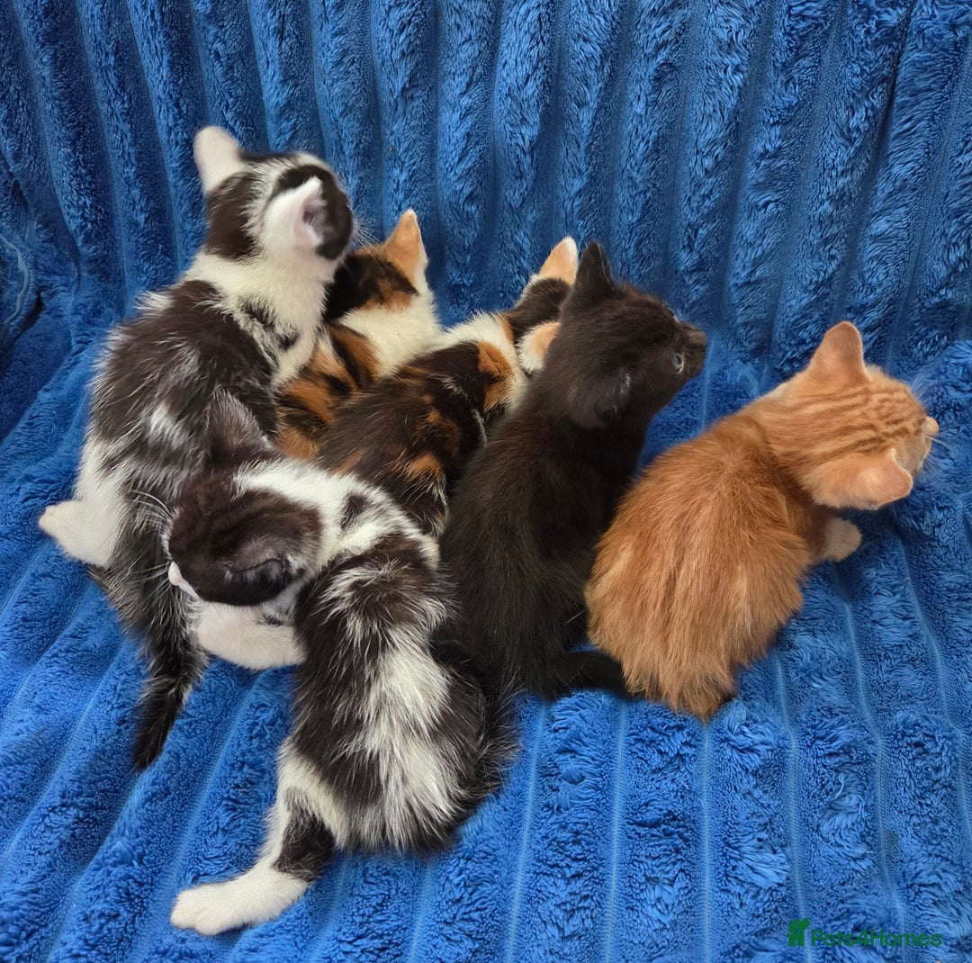 American Shorthair cats for sale: Beautiful 8 Week Old Kittens - Image 3