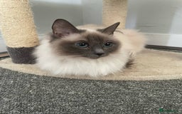 Ragdoll cats for sale: Ragdoll Kittens - Image 9