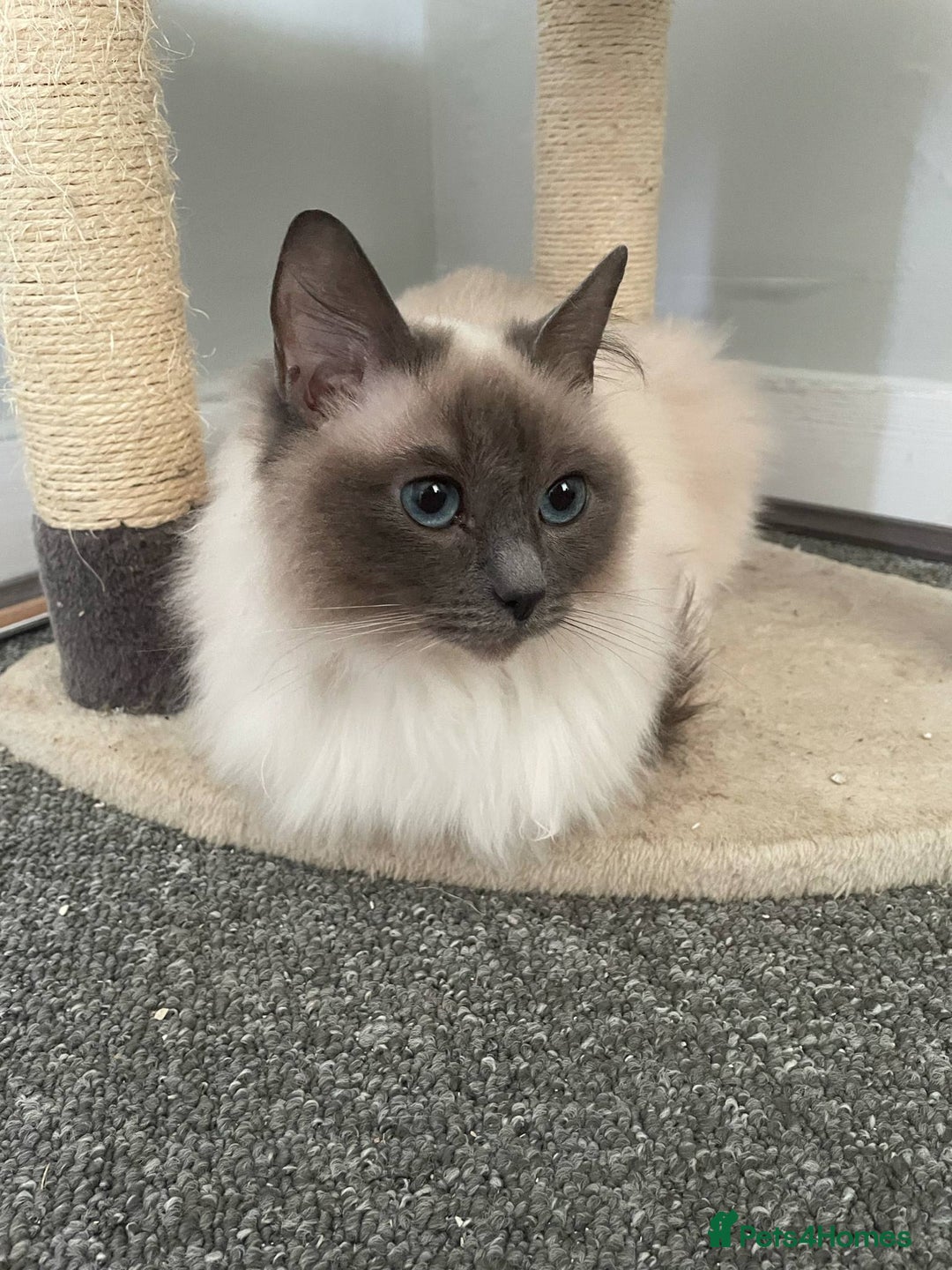 Ragdoll cats for sale: Ragdoll Kittens - Image 9
