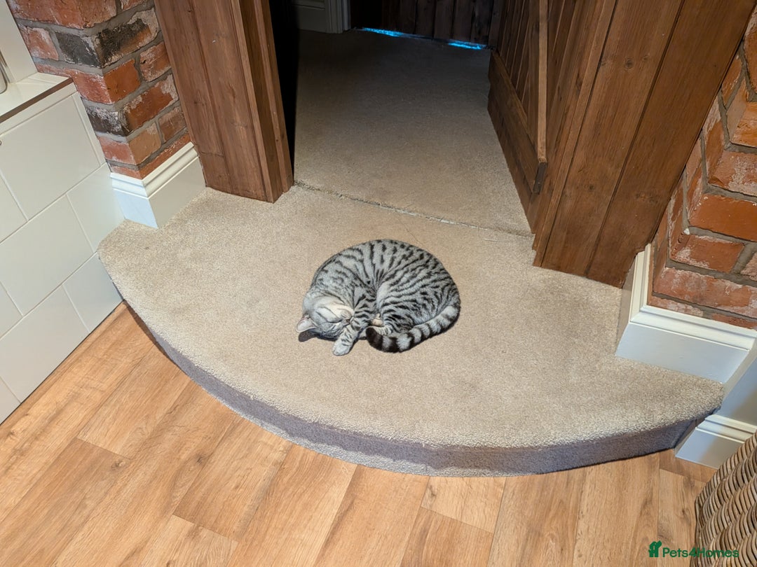 British Shorthair cats for sale: BSH Silver Spotted Tabby - Adult  - Advert 2