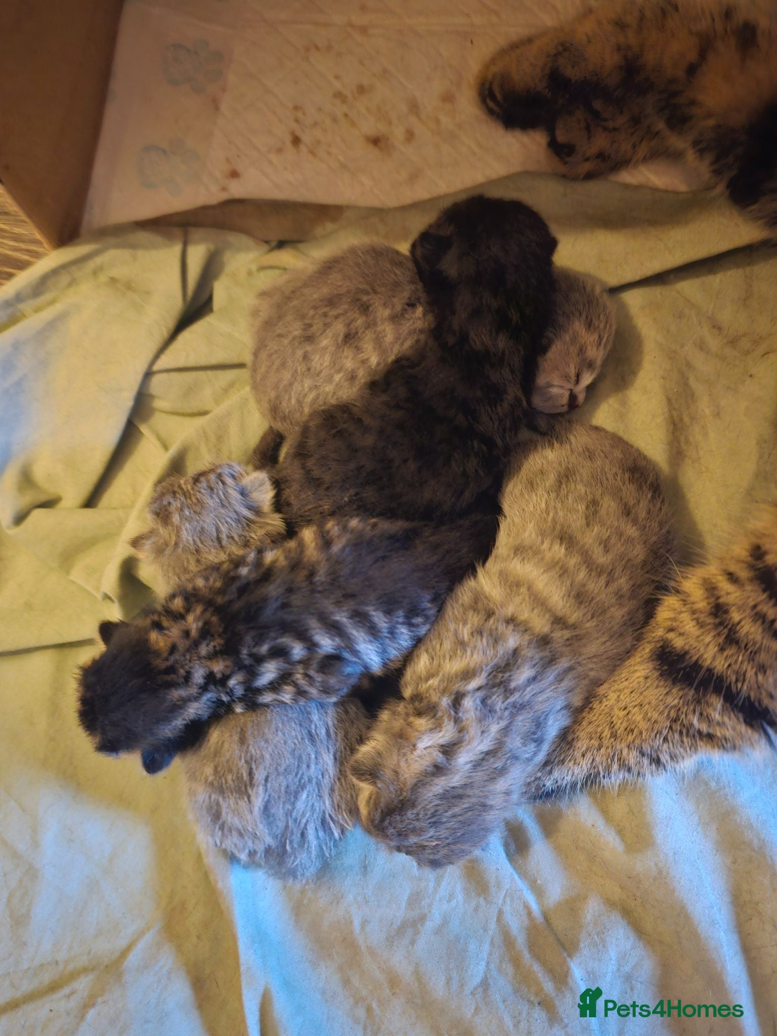 Mixed Breed cats Lilac british shorthairxTabby American wire  cross - Advert 7