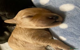 Cavapoo dogs for sale: Cavapoo - Image 33