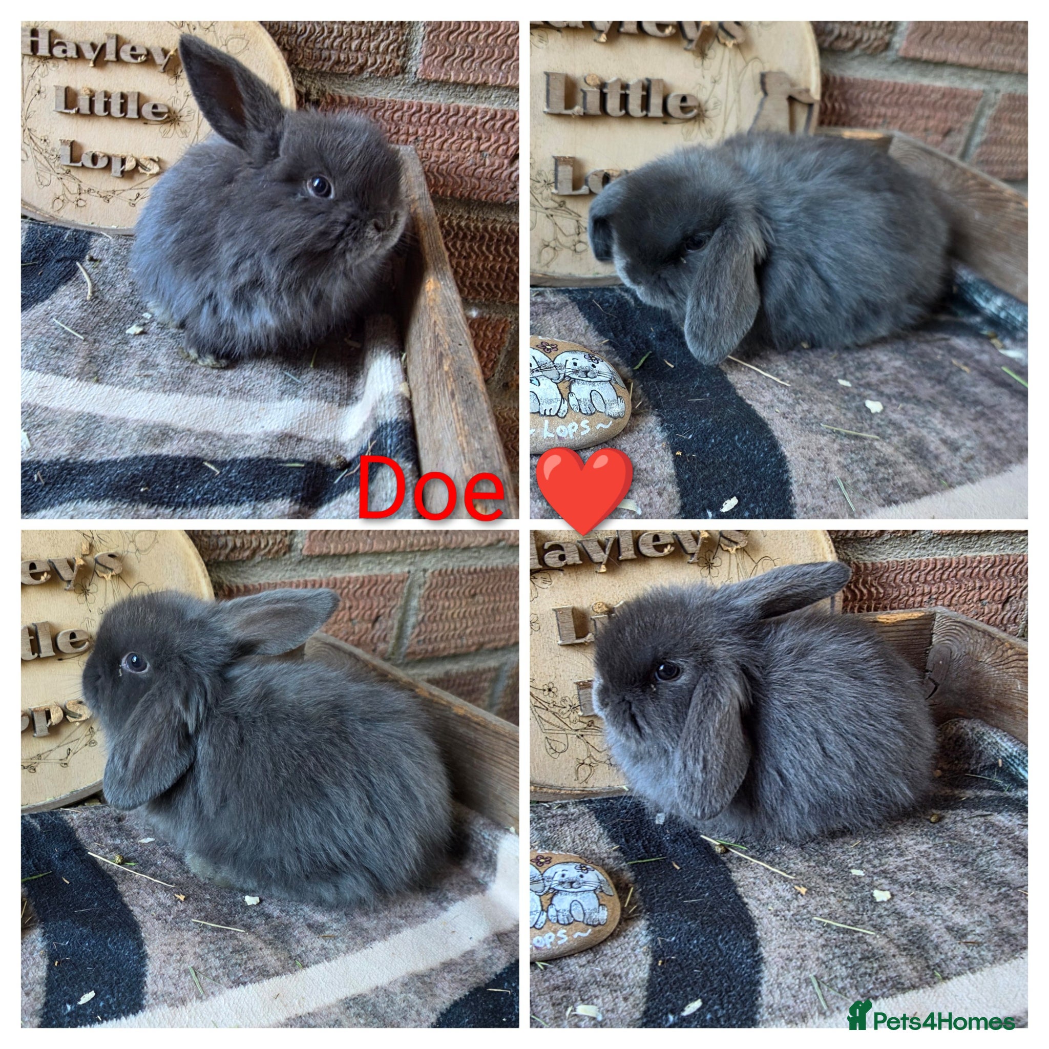 Mini Lop rabbits Gorgeous Pure Breed Mini Lops  - Advert 2