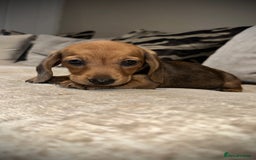 Miniature Dachshund dogs for sale: 🐾Stunning miniature dachshunds🐾 - Image 15