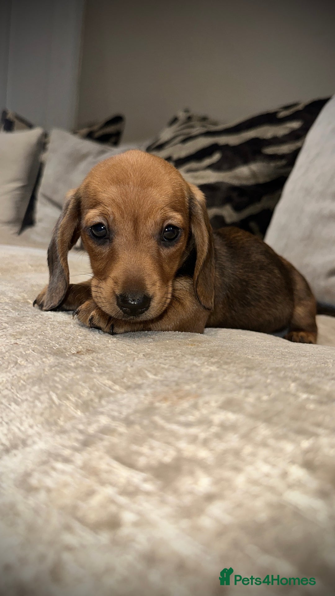 Miniature Dachshund dogs for sale: 🐾Stunning miniature dachshunds🐾 - Image 15