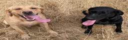 Labrador Retriever dogs for sale: KC Reg DNA Clear Pups from Health Tested Parents - Advert 7