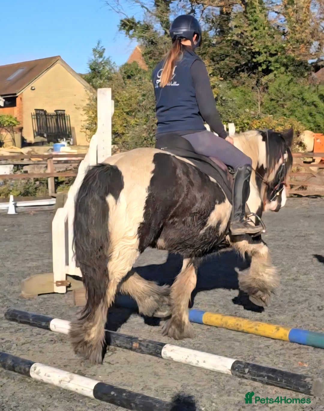Irish Cob horses for sale: 13.1h Gypsie Cob gelding. - Advert 2