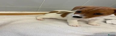 Jack Russell Puppy 4