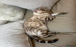 Bengal cats for sale: 2 Beautiful Bengal Cats  - Image 3