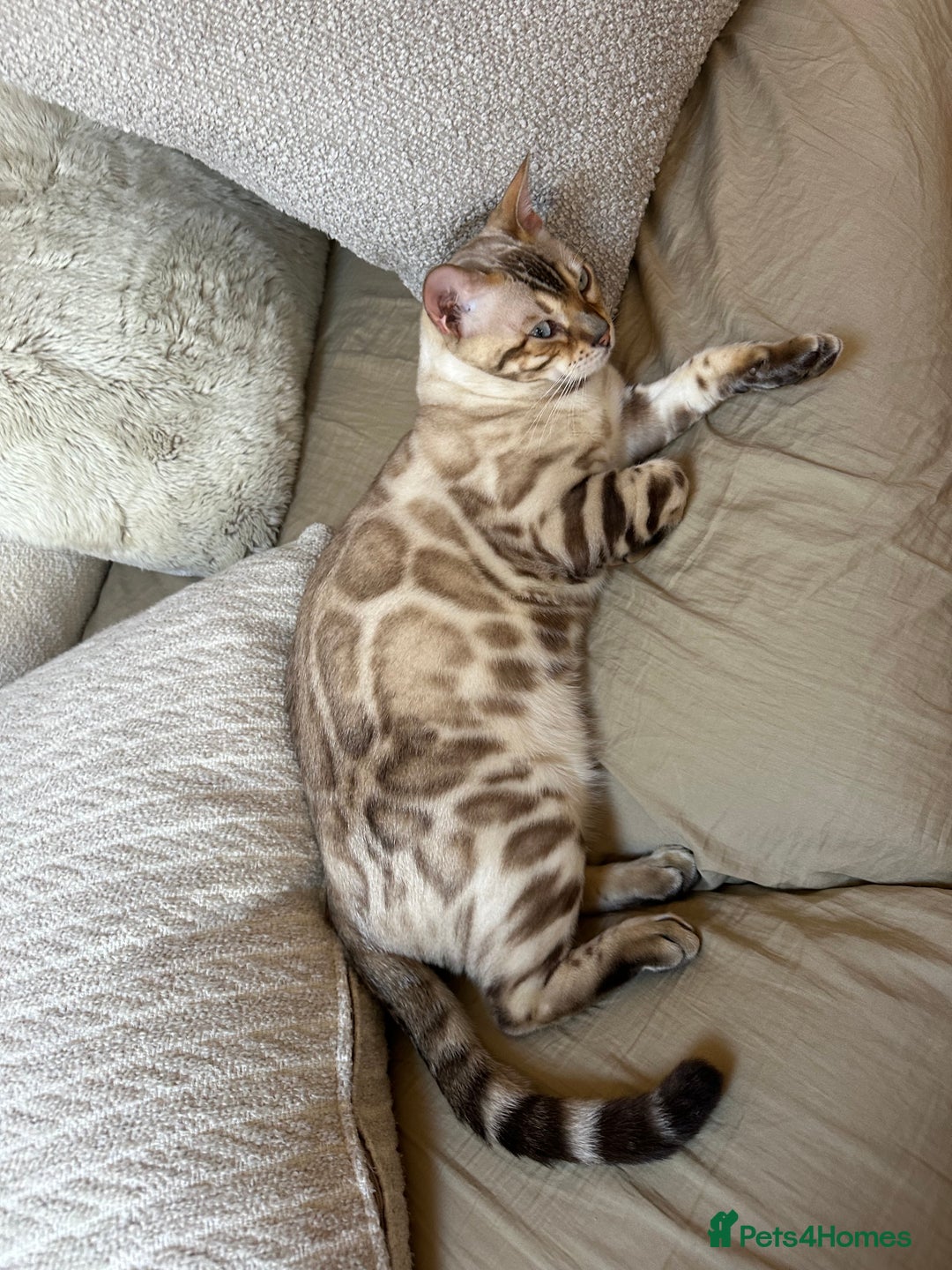 Bengal cats for sale: 2 Beautiful Bengal Cats  - Image 3