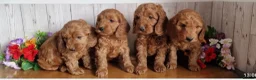 Cavapoo dogs for sale: Ms penelope henshaw - Advert 20