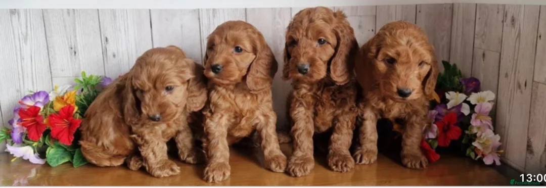 Cavapoo dogs for sale: Ms penelope henshaw - Advert 20