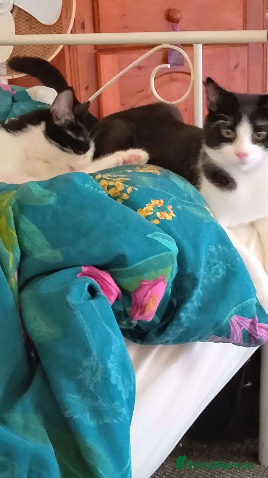 Mixed Breed cats for sale: One little tuxedo 🥰 - Image 7