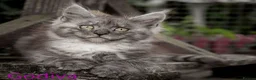 Maine Coon cats for sale: Polydactyl Maine Coon kittens are available  - Advert 18
