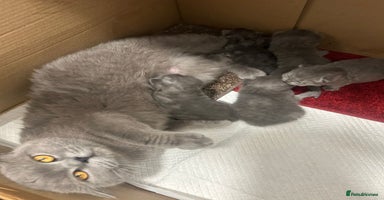 British Shorthair cats - Advert 11
