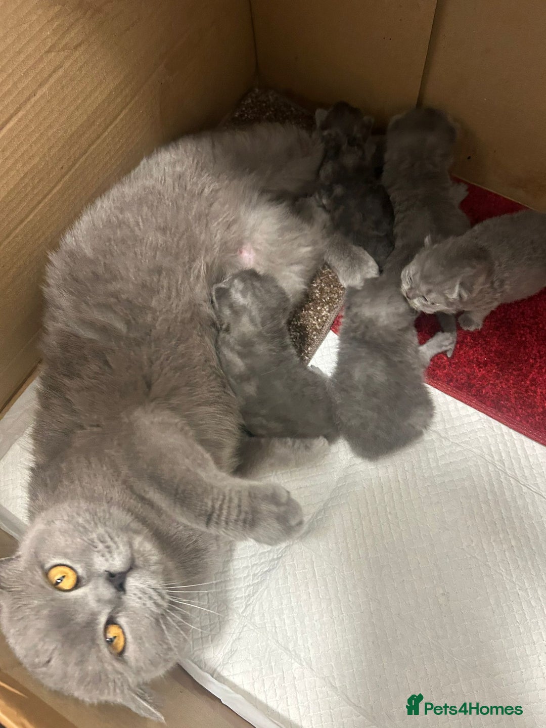 British Shorthair cats for sale: 💙 *Last little boy* Gorgeous bsh 💙 - Image 3