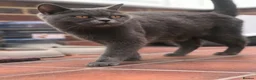 Mixed Breed cats for sale: BSH ** cottishFold Kitten Looking For A New Home🏡 in Dagenham - Advert 14
