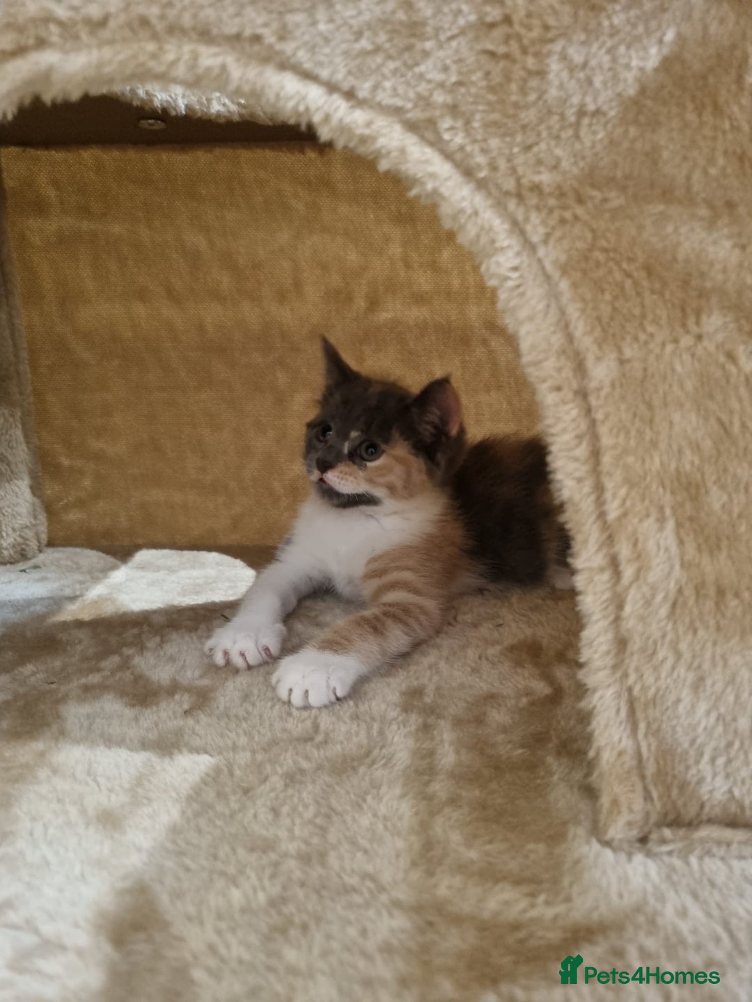 British Shorthair cats for sale: Lovely half British short hair - Advert 8