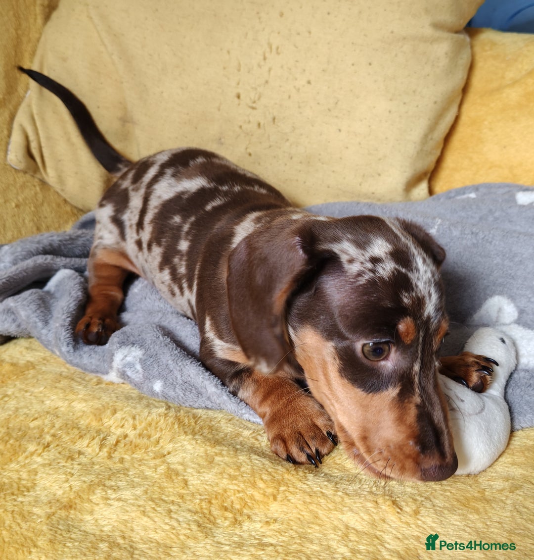 Miniature Dachshund dogs for sale: MINIATURE DACHSHUND FOR SALE  - Image 7