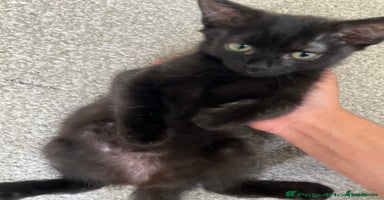 Mixed Breed cats - Advert 13