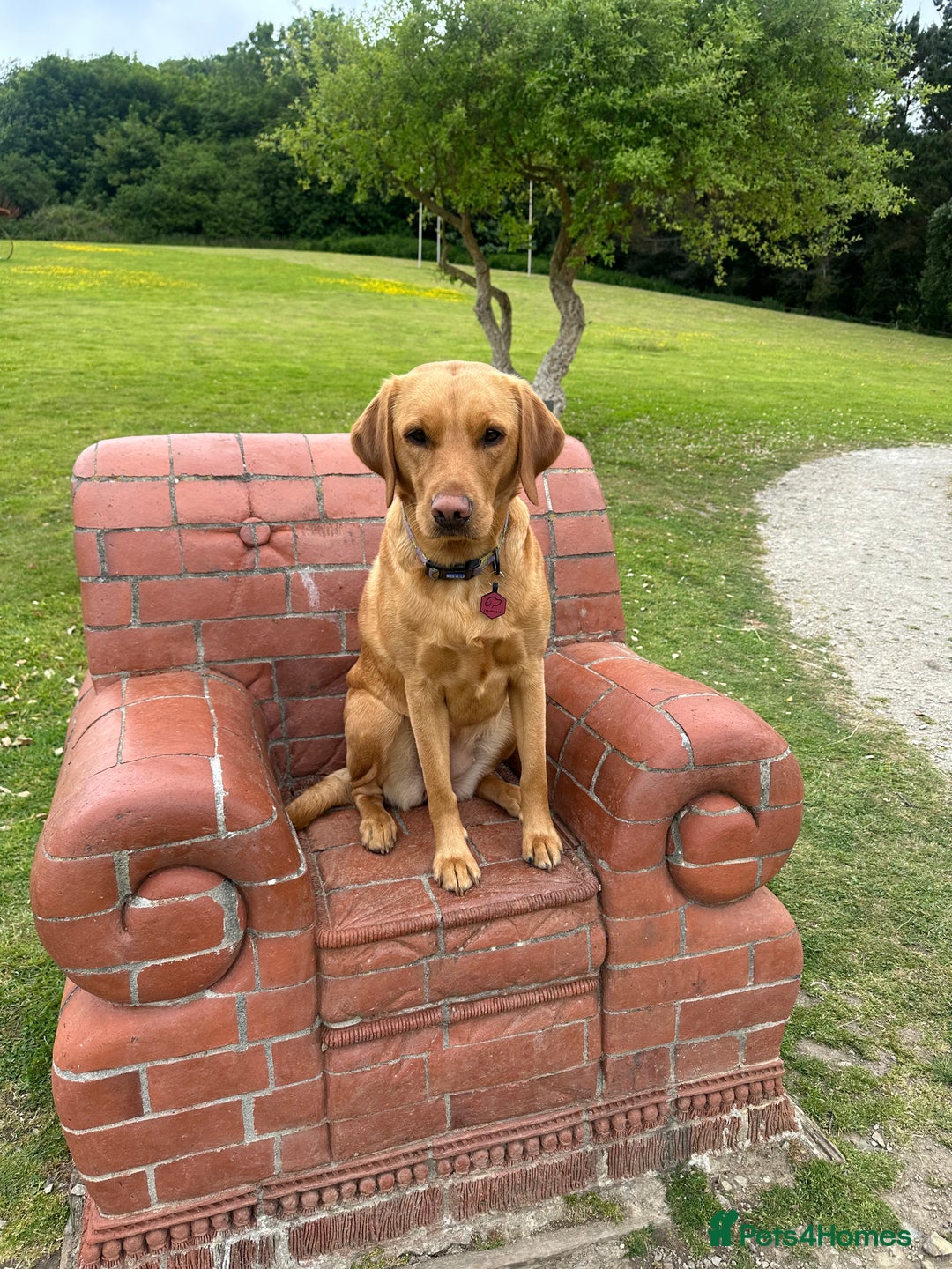 Labrador Retriever dogs for sale: Fox red Labrador puppies due end of November  - Advert 6