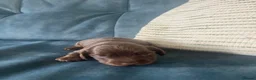 Miniature Dachshund dogs for sale: 🐶 beautiful minature dachshunds 🐶  - Advert 10