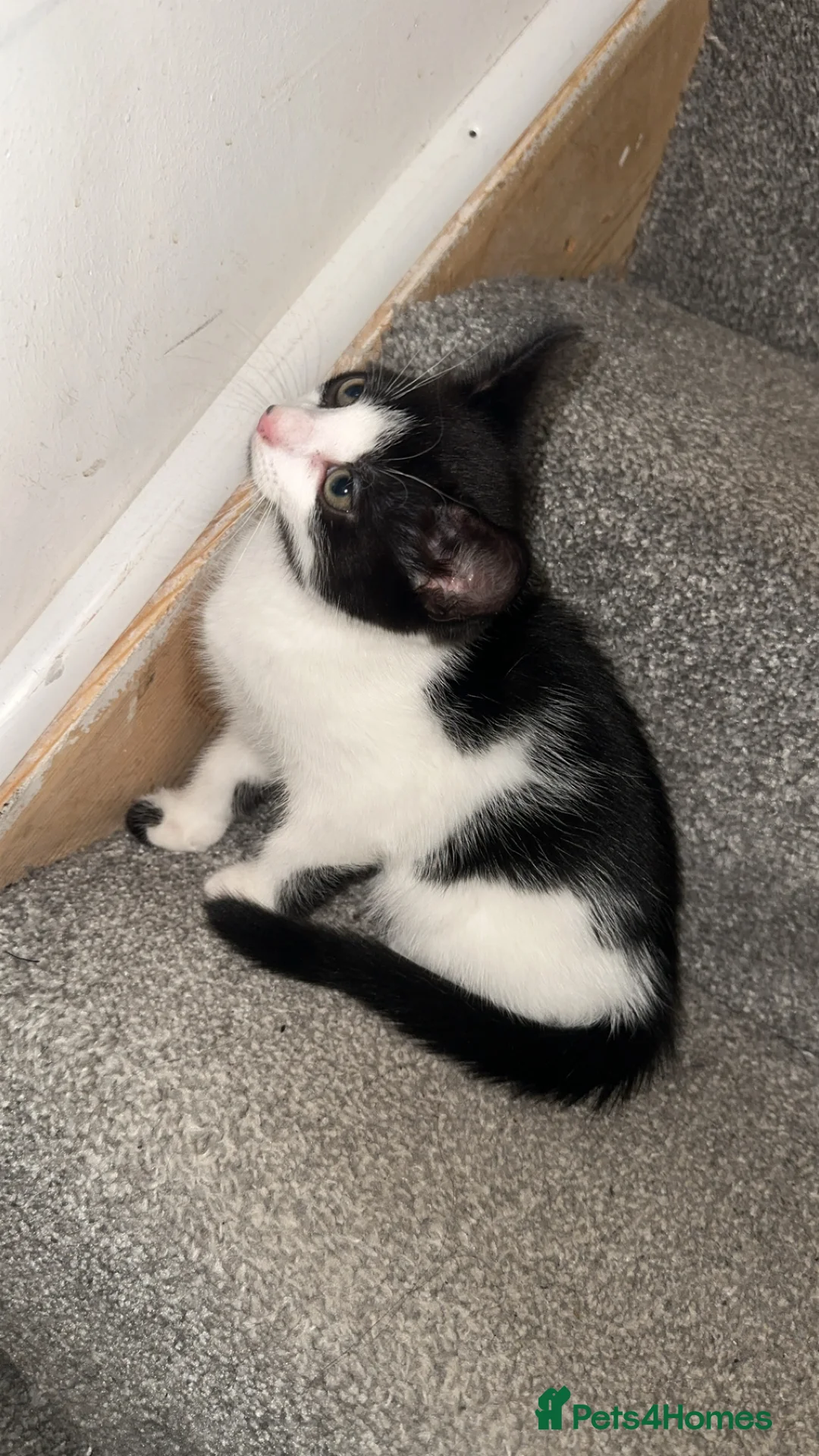 British Shorthair cats for sale: 2 lovely black and white shorthairs - Advert 13