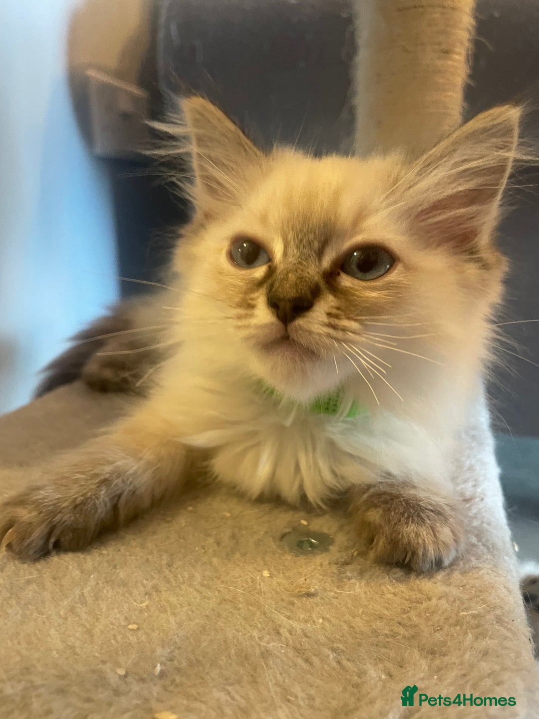 Ragdoll cats for sale: Ragdoll kittens ready now 3 boys 1 girl available  - Image 8