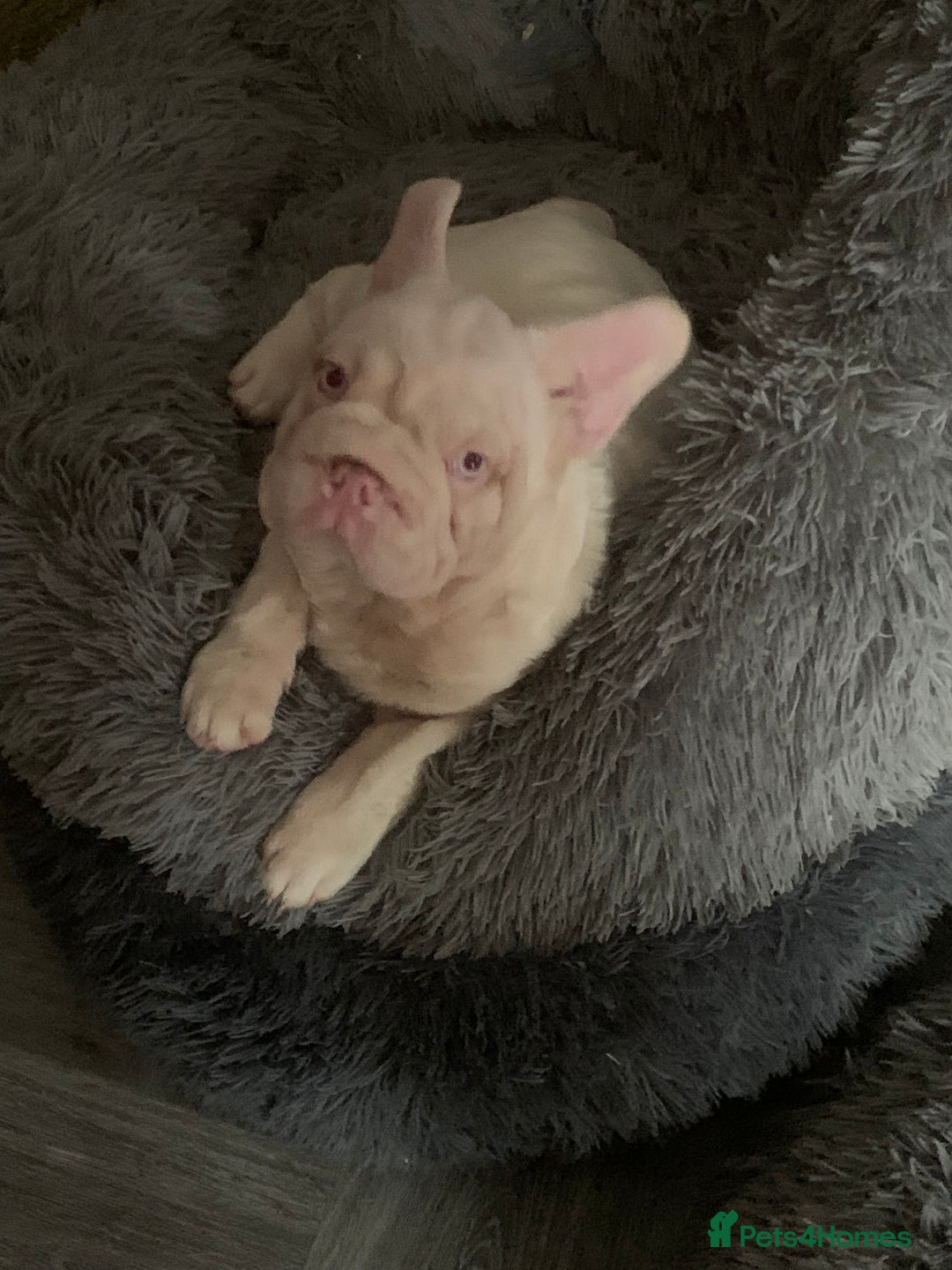 French Bulldog dogs for sale: Platinum Visual Pink French Bulldog Male - Advert 6