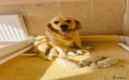 Golden Retriever dogs for sale: Health tested parents - Image 4