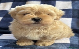 Maltipoo dogs for sale: Stunning Maltipoo Puppies ⭐️ DNA Tested ⭐️ - Image 11