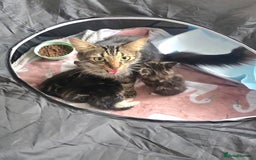 Siberian cats for sale: Adorable kittens Siberian mixt Maine Coon  - Image 7