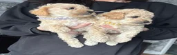 Jackapoo dogs for sale: Jackapoo’s - Advert 1