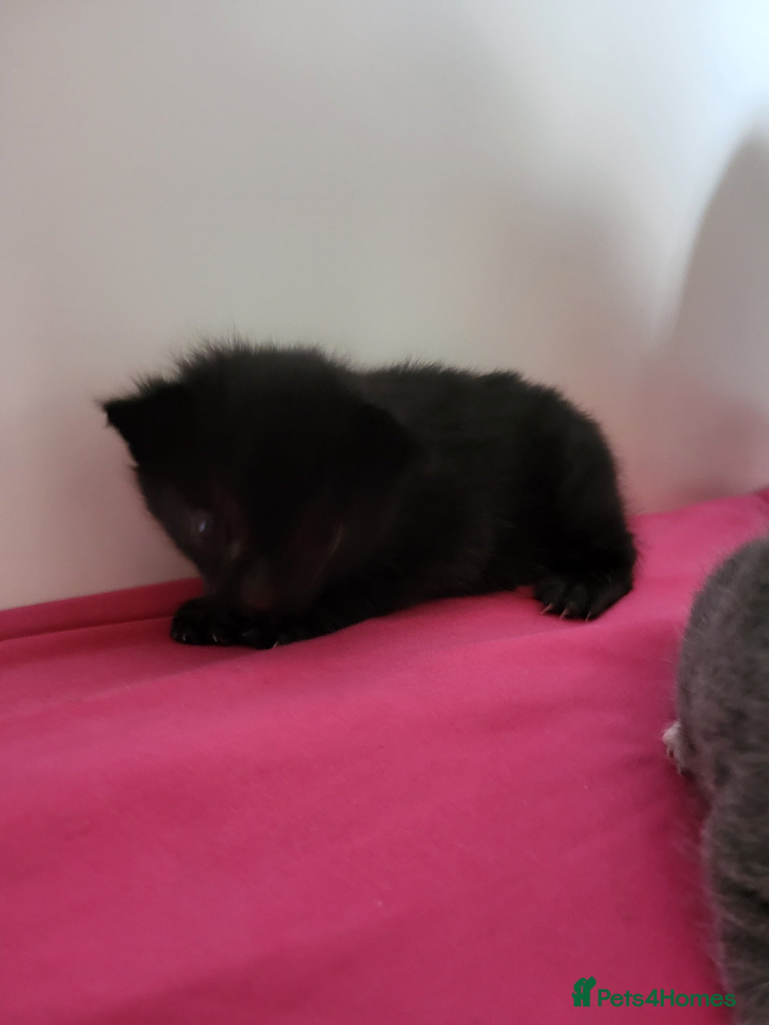 British Shorthair cats British shorthaired kittens - Advert 1