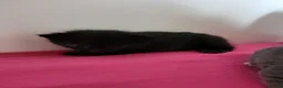 British Shorthair cats for sale: British shorthaired kittens in Derby - Advert 1