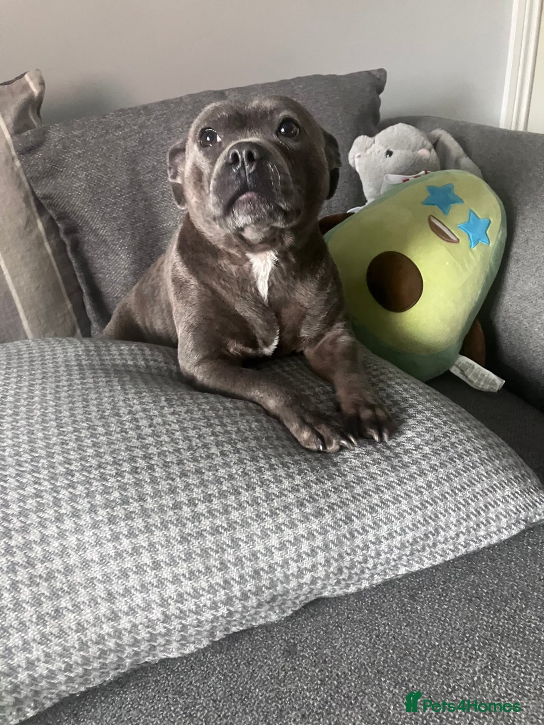 Staffordshire Bull Terrier dogs for sale: Female Staffordshire Bull Terrier  - Advert 5