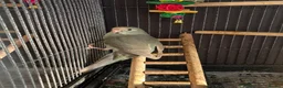 Parakeets birds for sale: Kakarikis ready for homes !!   - Advert 3