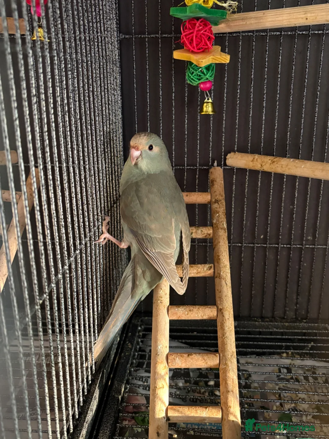 Parakeets birds for sale: Kakarikis ready for homes !!   - Advert 3