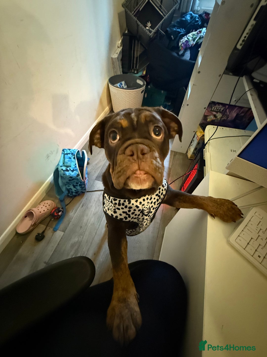 English Bulldog dogs for sale: Biscuit the minibull - Image 4