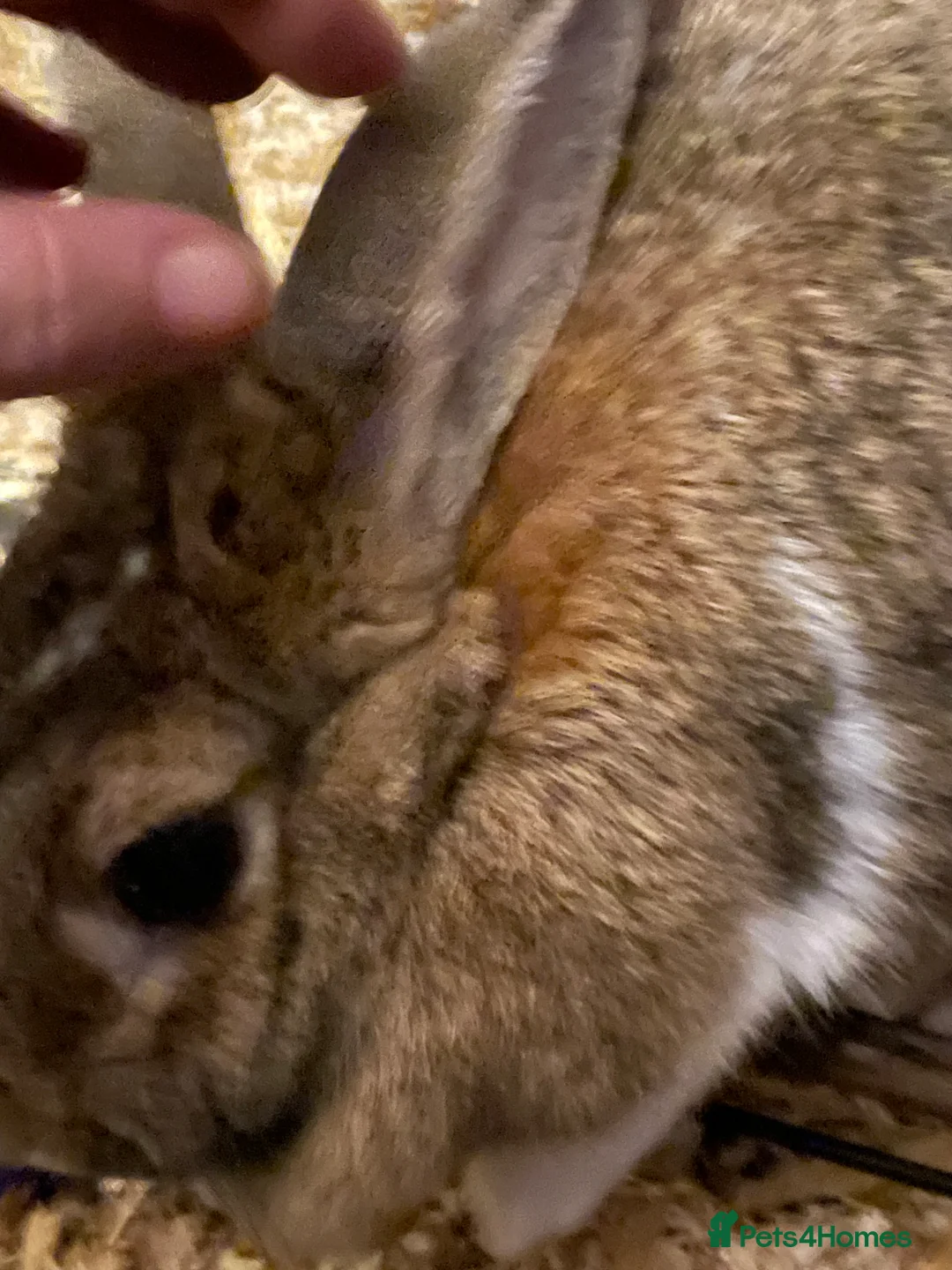 Mixed Breed rabbits for sale: Baby rabbits  in London - Advert 21