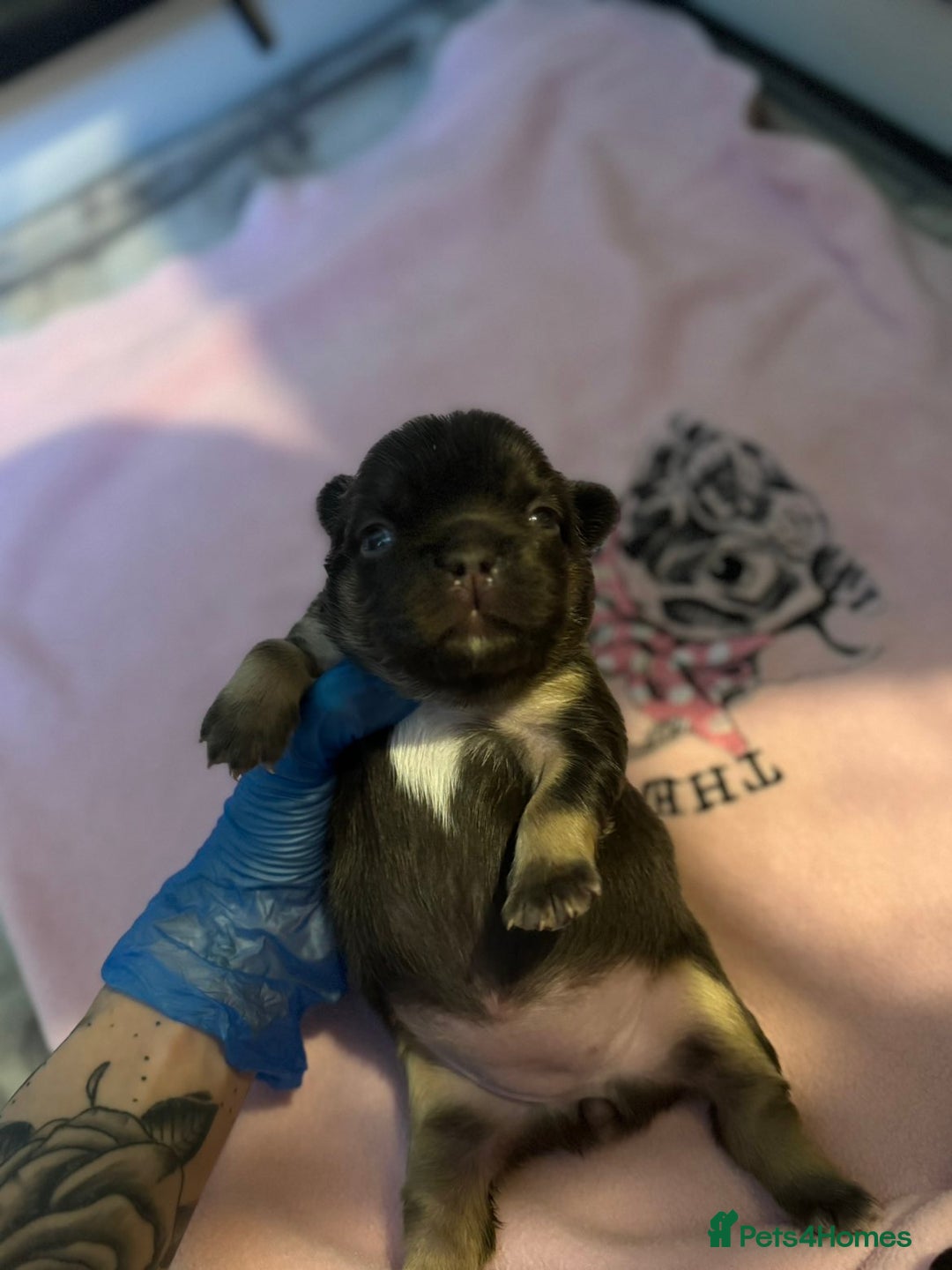 French Bulldog dogs for sale: HIGH QUALITY FLUFFY FRENCHIES  - Advert 3