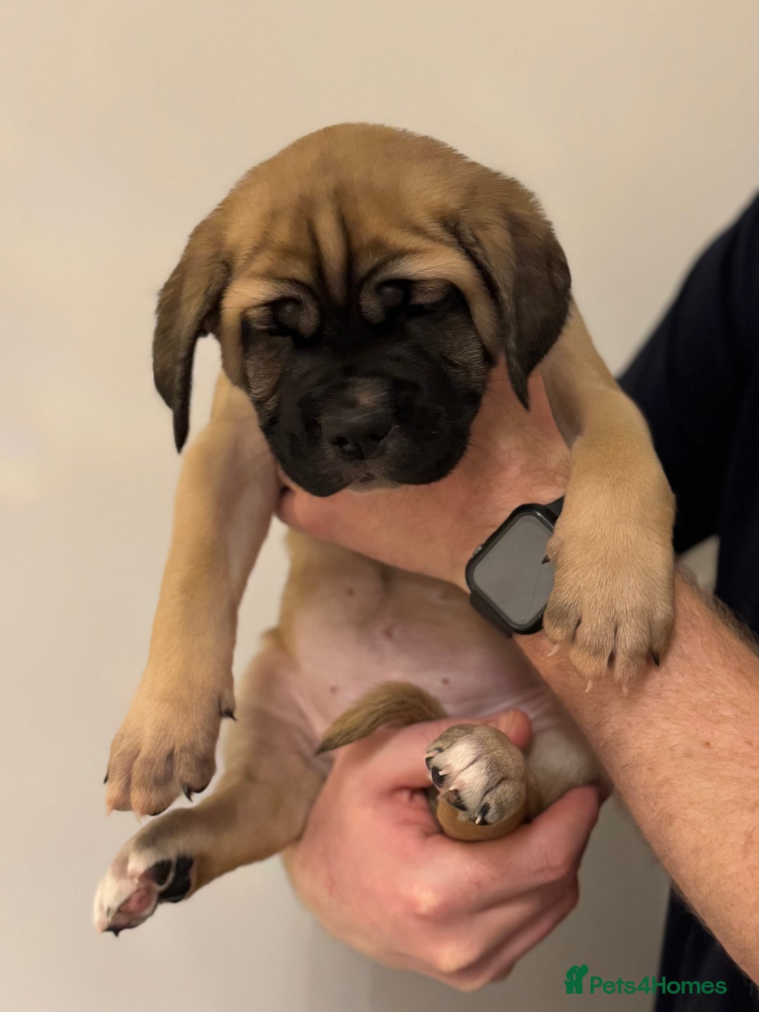 Cane Corso dogs for sale: Cane Corso puppies family reared no expense spared - Advert 37