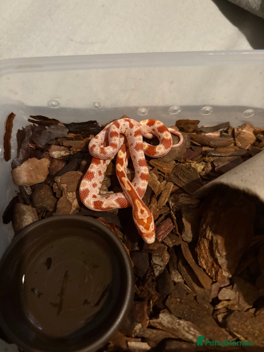 Corn Snake reptiles for sale: 18 beautiful amel Cornsnakes  - Image 9